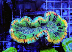 Trachyphyllia spp. (Rainbow) (Premium)