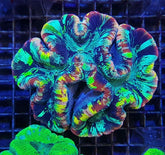 Trachyphyllia spp. (Rainbow) (Premium)
