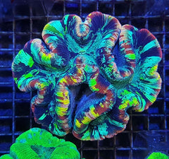 Trachyphyllia spp. (Rainbow) (Premium)