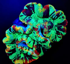 Trachyphyllia spp. (Rainbow) (Premium)