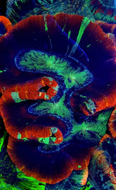 Trachyphyllia spp. (Red) (Premium)