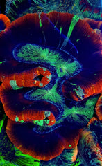 Trachyphyllia spp. (Red) (Premium)