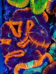 Trachyphyllia spp. (Red) (Premium)