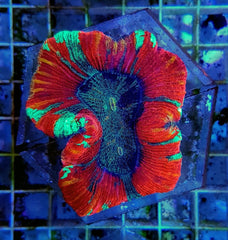 Trachyphyllia spp. (Red) (Premium)