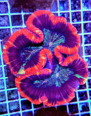 Trachyphyllia spp. (Premium)