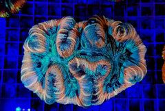 Trachyphyllia spp. (Red Rim)