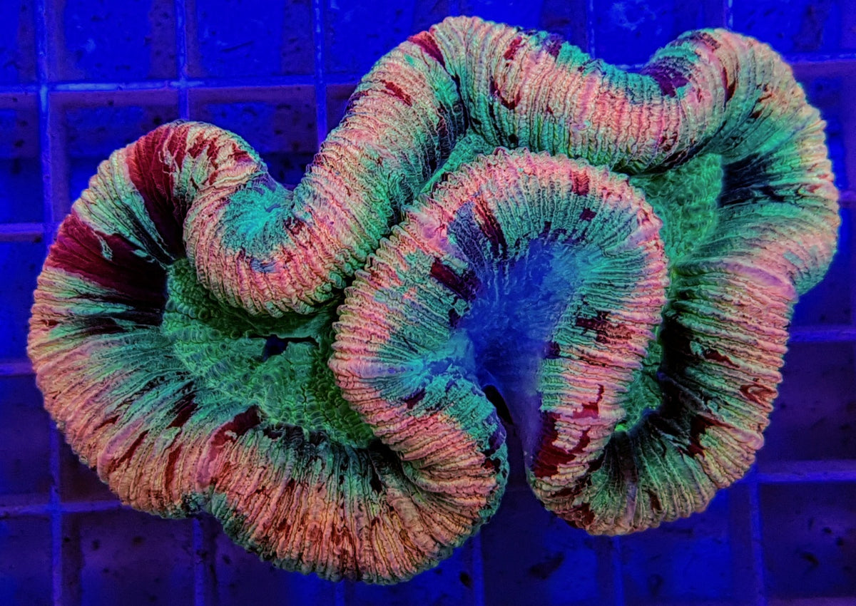 Trachyphyllia spp. (Rainbow)