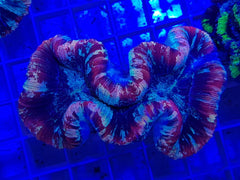 Trachyphyllia spp. (Rainbow) (Premium)