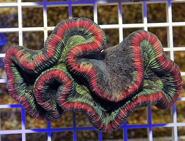 Trachyphyllia spp. (Rainbow)