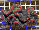 Trachyphyllia spp. (Rainbow)