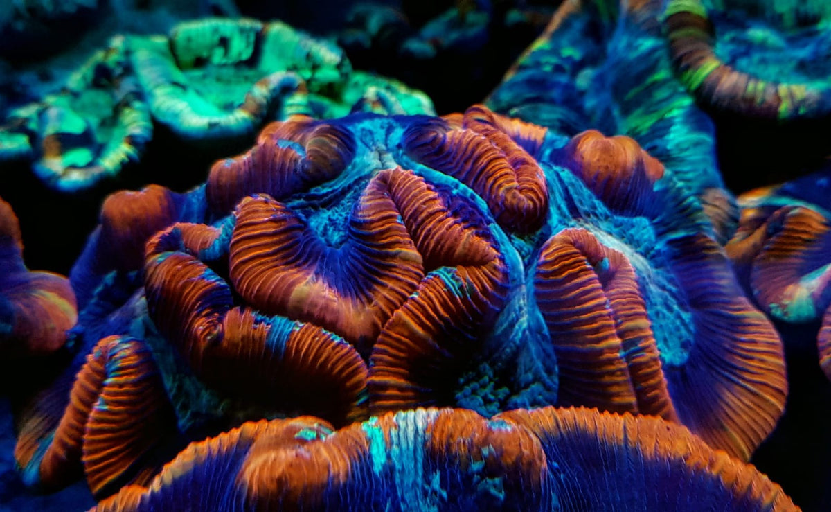 Trachyphyllia spp. (Premium)