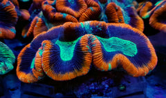 Trachyphyllia spp. (Red Rim) (Premium)