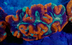 Trachyphyllia spp. (Premium)