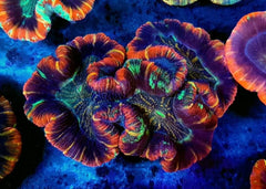 Trachyphyllia spp. (Premium)