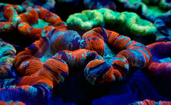 Trachyphyllia spp. (Red Rim) (Ultra)