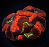 Trachyphyllia spp. (Premium)