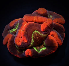 Trachyphyllia spp. (Red Rim) (Ultra)