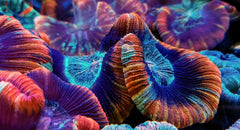 Trachyphyllia spp. (Red) (Ultra)
