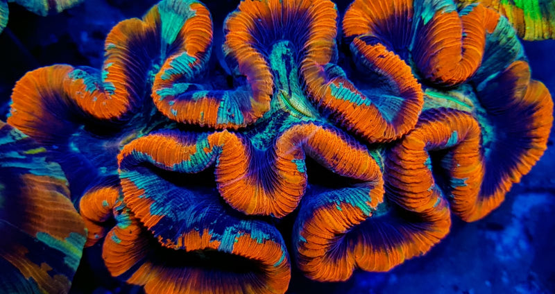 Trachyphyllia spp. (Red) (Ultra)