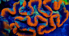Trachyphyllia spp. (Red) (Ultra)