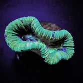 Trachyphyllia spp. (West Australia) (Greenish)