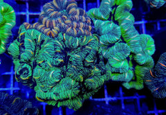 Trachyphyllia spp. (West Australia) (Greenish)