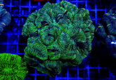 Trachyphyllia spp. (West Australia) (Greenish)