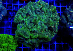 Trachyphyllia spp. (West Australia) (Greenish)