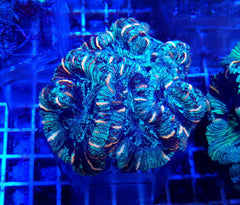 Trachyphyllia spp. (West Australia) (Greenish)