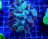 Trachyphyllia spp. (West Australia) (Greenish)