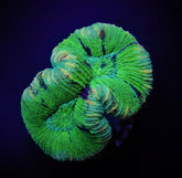 Trachyphyllia spp. (West Australia) (Greenish)