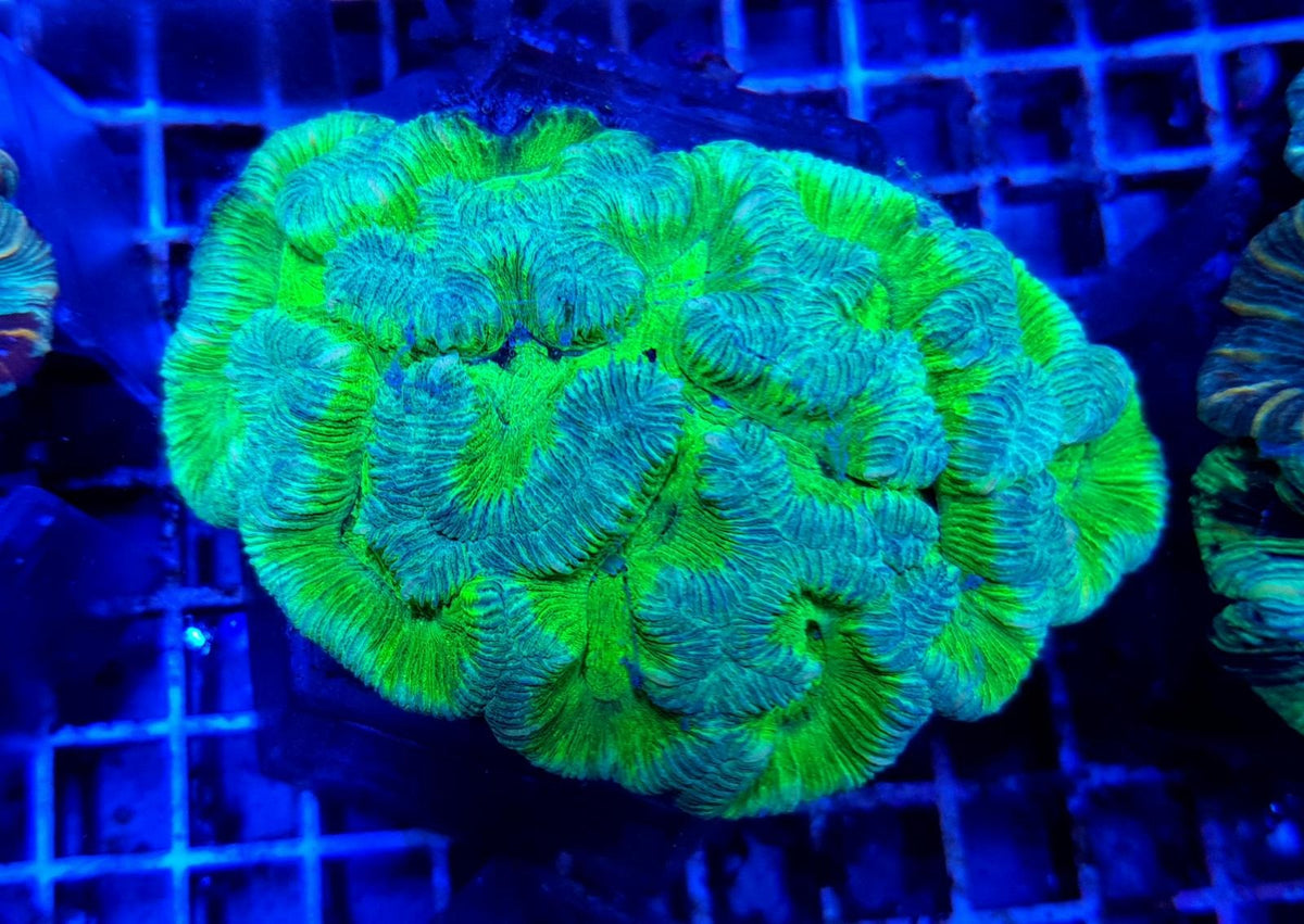 Trachyphyllia spp. (West Australia) (Premium)