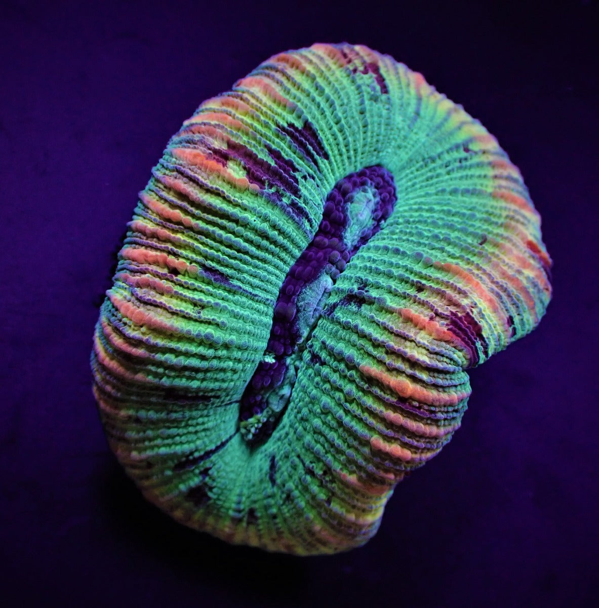 Trachyphyllia spp. (West Australia) (Premium)
