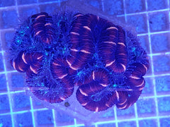 Trachyphyllia spp. (West Australia) (Reddish)