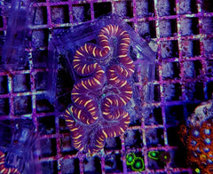 Trachyphyllia spp. (West Australia) (Reddish)