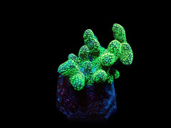 Stylophora pistillata (Green polyp) (frag)