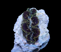 Tridacna maxima (Black Tiger) (5cm)