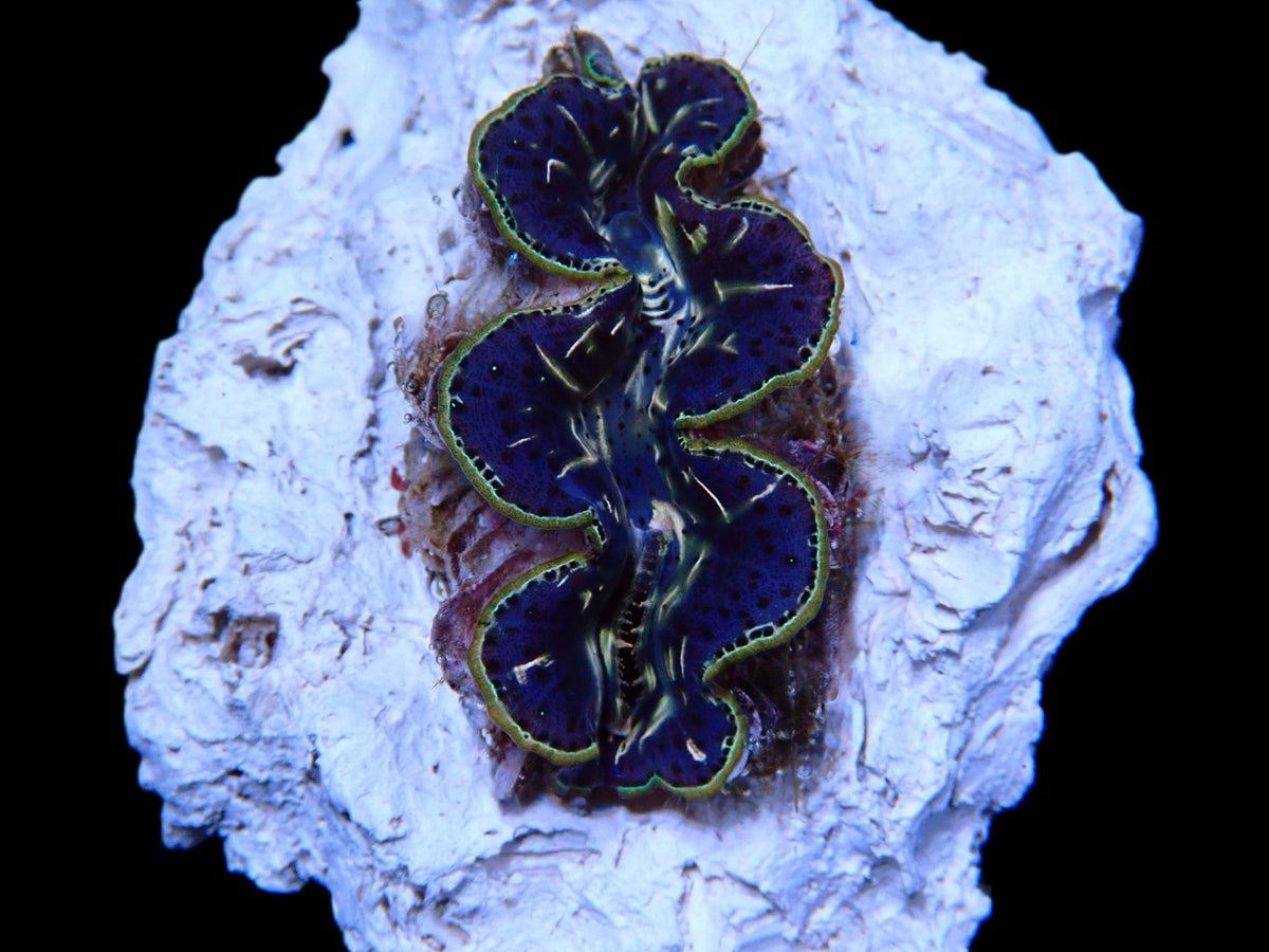 Tridacna maxima (Black Tiger) (5cm)