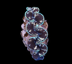 Tridacna maxima (Black Tiger) (9cm)