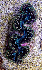 Tridacna maxima (Black Tiger) (8cm)