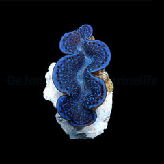 Tridacna maxima (Blue) (14cm)