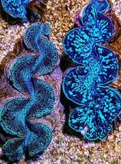 Tridacna maxima (Blue) (10cm)