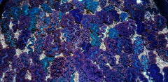 Tridacna maxima (Blue) (6cm)