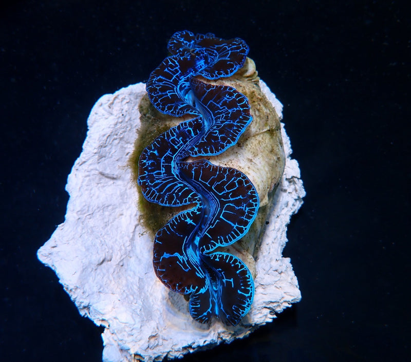 Tridacna maxima (Blue) (Ultra) (Pacific) (8cm)