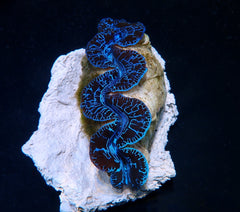 Tridacna maxima (Blue) (Ultra) (Pacific) (6cm)