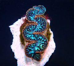 Tridacna maxima (Blue) (Ultra) (Pacific) (3cm)