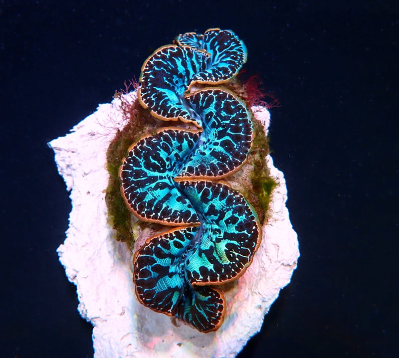Tridacna maxima (Blue) (Ultra) (Pacific) (5cm)