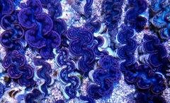 Tridacna maxima (Pink-Purple) (8cm)