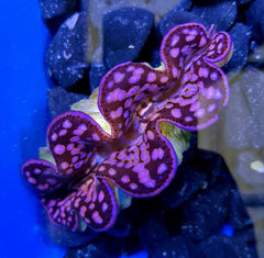 Tridacna maxima (Pink-Purple) (8cm)