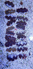 Tridacna maxima (Yellow-Gold) (14cm)